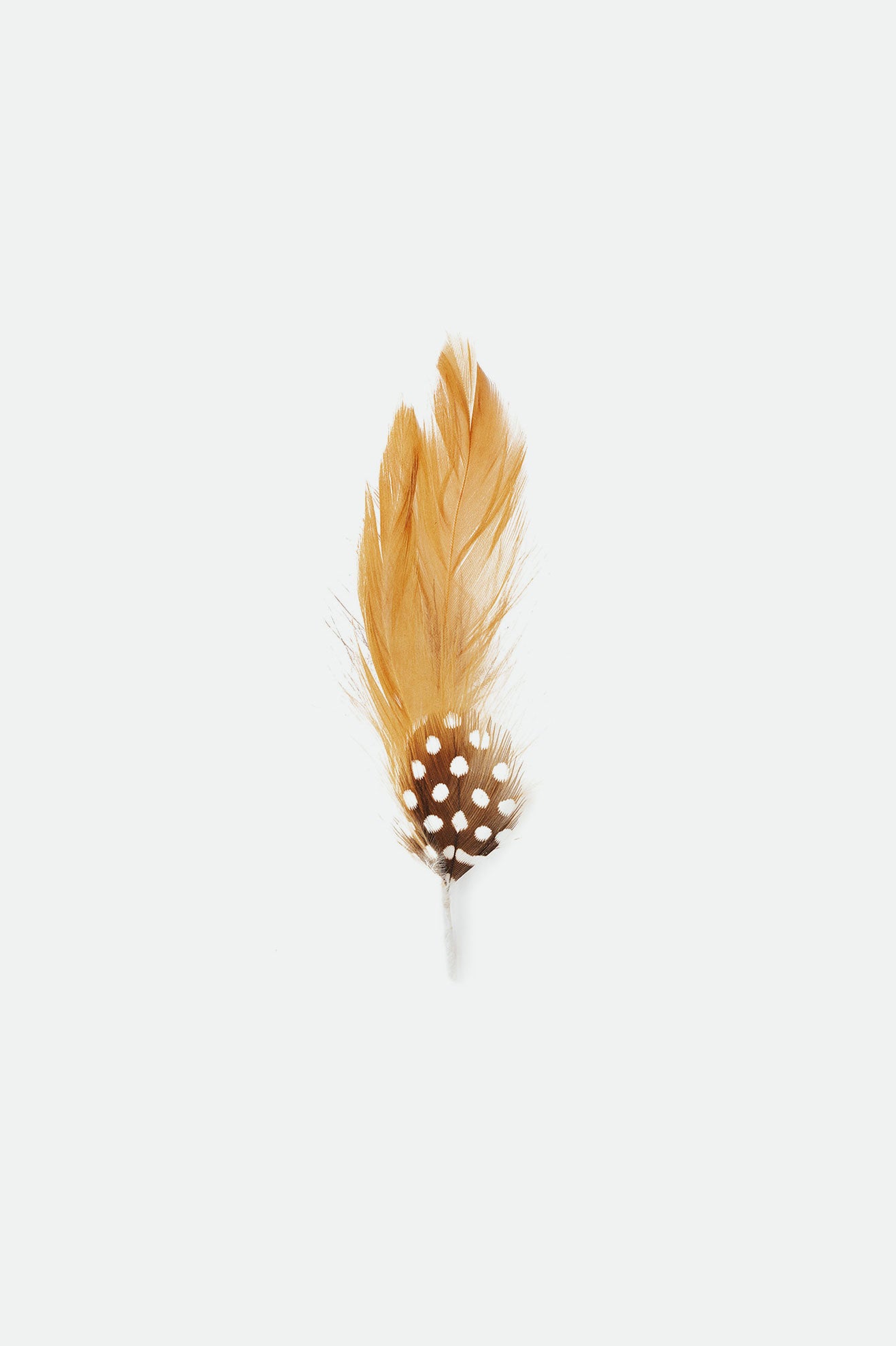 Accesorios Brixton Brad Universal Hat Feather Unisex Marrones | 50IOCMTAB